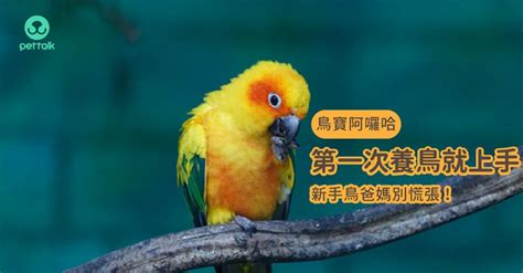 可以養的鳥|第一次養鳥就上手 基本常識須知（上）